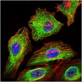 Anti-GPC3 Antibody, clone 9C2 ascites fluid, clone 9C2, from mouse
