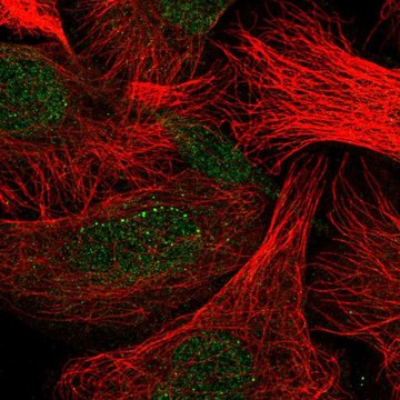 Anti-CLEC7A antibody produced in rabbit Prestige Antibodies&#174; Powered by Atlas Antibodies, affinity isolated antibody