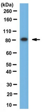 Anti-Dishevelled Antibody serum, from rabbit