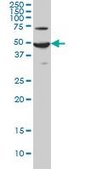 Monoclonal Anti-ADCYAP1R1 antibody produced in mouse clone 2B12, purified immunoglobulin, buffered aqueous solution
