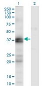 Monoclonal Anti-EDNRA antibody produced in mouse clone 2A5, purified immunoglobulin, buffered aqueous solution
