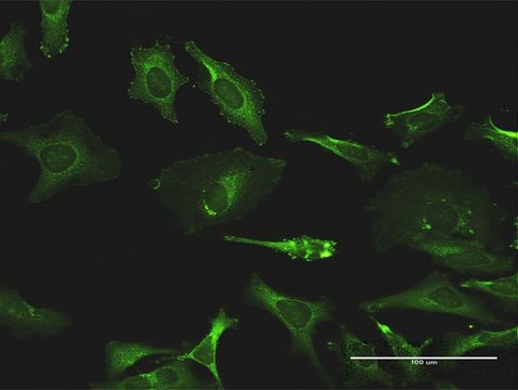 Monoclonal Anti-TXK antibody produced in mouse clone 2D8, purified immunoglobulin, buffered aqueous solution