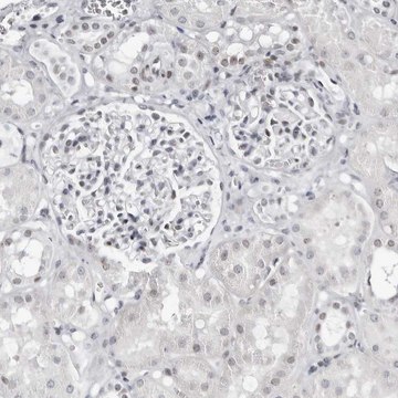 Anti-VEZF1 antibody produced in rabbit Prestige Antibodies&#174; Powered by Atlas Antibodies, affinity isolated antibody, buffered aqueous glycerol solution