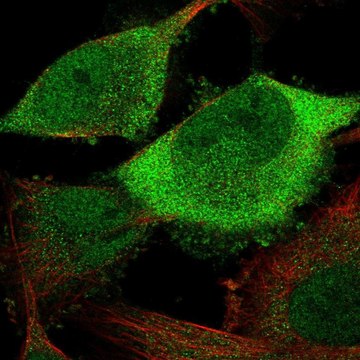 Anti-CDC20 antibody produced in rabbit Prestige Antibodies&#174; Powered by Atlas Antibodies, affinity isolated antibody