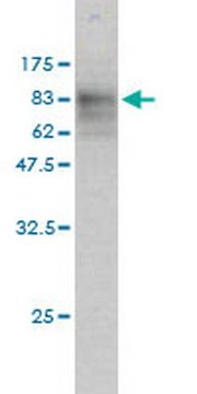 Anti-SQSTM1 Mouse mAb (2C11) liquid, clone 2C11, Calbiochem&#174;