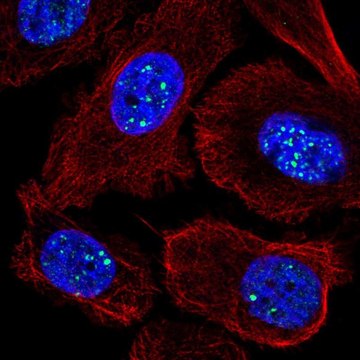 Anti-RASL11A antibody produced in rabbit Prestige Antibodies&#174; Powered by Atlas Antibodies, affinity isolated antibody