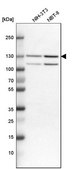 Anti-IPO7 antibody produced in rabbit Prestige Antibodies&#174; Powered by Atlas Antibodies, affinity isolated antibody, buffered aqueous glycerol solution