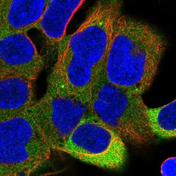 Anti-PPP6R1 antibody produced in rabbit Prestige Antibodies&#174; Powered by Atlas Antibodies, affinity isolated antibody