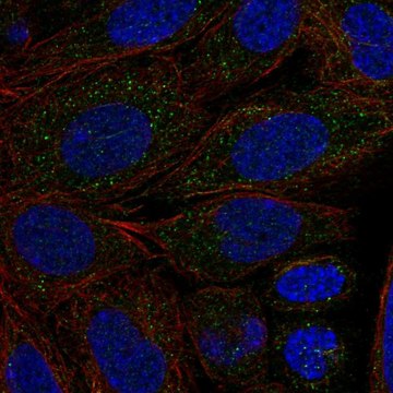 Anti-Cyp2C18 Antibody Produced In Rabbit Prestige Antibodies&#174; Powered by Atlas Antibodies, affinity isolated antibody, buffered aqueous glycerol solution