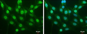 Anti-NFE2L2 antibody produced in rabbit