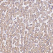 Anti-WDR62 antibody produced in rabbit Prestige Antibodies&#174; Powered by Atlas Antibodies, affinity isolated antibody, buffered aqueous glycerol solution