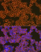 Anti-CD82 antibody produced in rabbit
