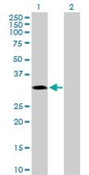 Anti-MAPK15 antibody produced in mouse purified immunoglobulin, buffered aqueous solution