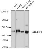 Anti-ESE1/ELF3 Antibody, clone 7O2V4, Rabbit Monoclonal