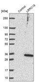 Anti-LRRC18 antibody produced in rabbit Prestige Antibodies&#174; Powered by Atlas Antibodies, affinity isolated antibody, buffered aqueous glycerol solution