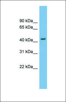 Anti-SERPINB4, (N-terminal) antibody produced in rabbit affinity isolated antibody