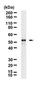 Anti-IRF7 Antibody, clone 3B22 ZooMAb&#174; Rabbit Monoclonal recombinant, expressed in HEK 293 cells