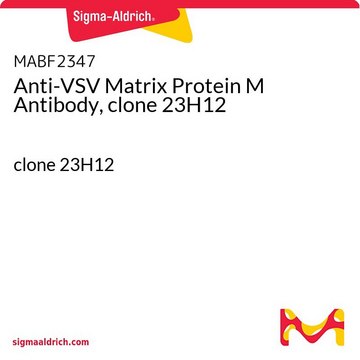 Anti-VSV Matrix Protein M Antibody, clone 23H12 clone 23H12