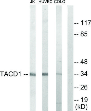 Anti-TACD1 antibody produced in rabbit affinity isolated antibody