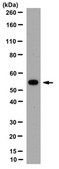 Anti-Beclin-1 Antibody, clone 9A1.1 clone 9A1.1, from mouse