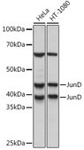 Anti-JunD Antibody, clone 5L7Y3, Rabbit Monoclonal