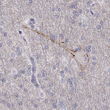 Anti-NCAM2 antibody produced in rabbit Prestige Antibodies&#174; Powered by Atlas Antibodies, affinity isolated antibody, buffered aqueous glycerol solution