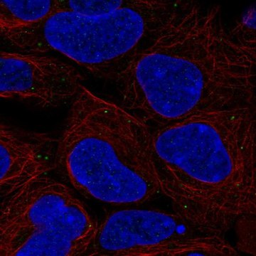 Anti-BSG antibody produced in rabbit Prestige Antibodies&#174; Powered by Atlas Antibodies, affinity isolated antibody