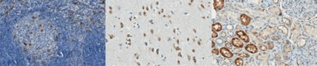 Anti-TERT Antibody, clone 7D5.2 clone 7D5.2, from mouse