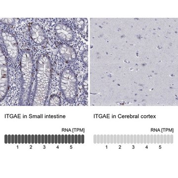 Anti-ITGAE antibody produced in rabbit Prestige Antibodies&#174; Powered by Atlas Antibodies, affinity isolated antibody, buffered aqueous glycerol solution