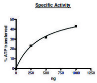 Cot active mouse recombinant, expressed in baculovirus infected Sf9 cells, &#8805;50% (SDS-PAGE)