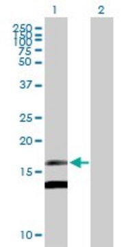 Anti-MDK antibody produced in mouse purified immunoglobulin, buffered aqueous solution