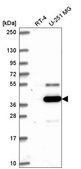 Anti-ATG4A antibody produced in rabbit Prestige Antibodies&#174; Powered by Atlas Antibodies, affinity isolated antibody