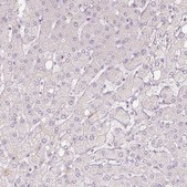 Anti-NFE2L3 antibody produced in rabbit Prestige Antibodies&#174; Powered by Atlas Antibodies, affinity isolated antibody, buffered aqueous glycerol solution