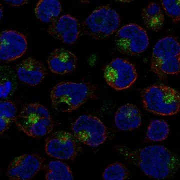Anti-Il26 Antibody Produced In Rabbit Prestige Antibodies&#174; Powered by Atlas Antibodies, affinity isolated antibody, buffered aqueous glycerol solution