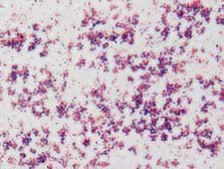 Gram’s crystal violet solution suitable for microscopy
