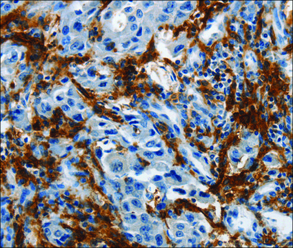 Anti-IL20RA antibody produced in rabbit affinity isolated antibody