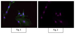 Anti-RNA polymerase II Antibody, clone CTD4H8, Alexa Fluor&#8482; 647 Conjugate clone CTD4H8, from mouse, ALEXA FLUOR&#8482; 647