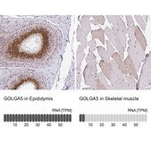Anti-GOLGA5 antibody produced in rabbit Prestige Antibodies&#174; Powered by Atlas Antibodies, affinity isolated antibody, buffered aqueous glycerol solution