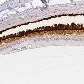 Anti-IMPG1 antibody produced in rabbit Prestige Antibodies&#174; Powered by Atlas Antibodies, affinity isolated antibody
