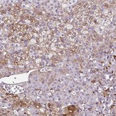 Anti-NGB antibody produced in rabbit Prestige Antibodies&#174; Powered by Atlas Antibodies, affinity isolated antibody, buffered aqueous glycerol solution