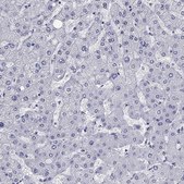Anti-KCNH1 antibody produced in rabbit Prestige Antibodies&#174; Powered by Atlas Antibodies, affinity isolated antibody, buffered aqueous glycerol solution