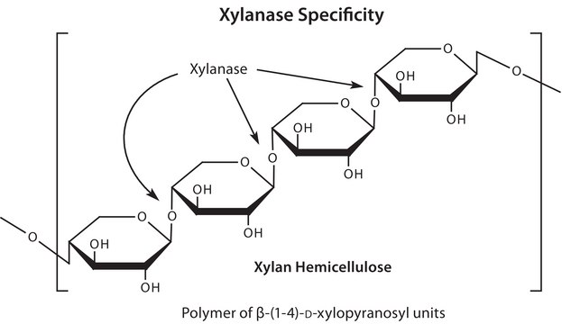 Xylanase from Trichoderma viride lyophilized powder, 100-300&#160;units/mg protein