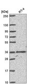 Anti-HOXC4 antibody produced in rabbit Prestige Antibodies&#174; Powered by Atlas Antibodies, affinity isolated antibody