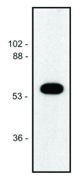 Monoclonal Anti-alphaTubulin antibody produced in mouse clone TU-02