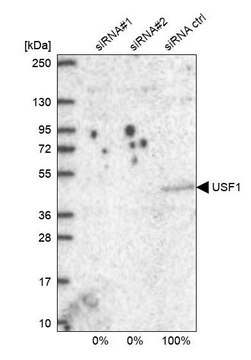 Anti-USF1 antibody produced in rabbit Prestige Antibodies&#174; Powered by Atlas Antibodies, affinity isolated antibody, buffered aqueous glycerol solution