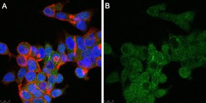 Anti-GPR146 Antibody, clone 1F6 ZooMAb&#174; Rabbit Monoclonal recombinant, expressed in HEK 293 cells