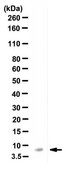Anti-CCL4/MIP1&#946; Antibody, clone 4G11.10.5