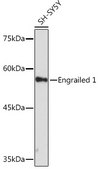 Anti-Engrailed 1 Antibody, clone 3B4K8, Rabbit Monoclonal