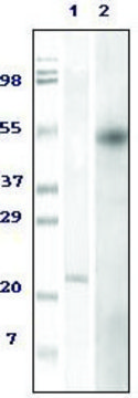 Monoclonal Anti-FOXP3 antibody produced in mouse clone 2A11G9, ascites fluid