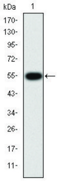 Monoclonal Anti-MMP9 antibody produced in mouse clone 5G3, ascites fluid